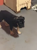 Black with tan markings, a male French Bulldog for sale in Gurdon, AR – 4 of 7