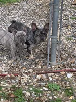 Bedazzle Blue War Emblem , a male French Bulldog for sale in Gurdon, AR – 2 of 6