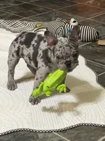 Bedazzle Blue War Emblem , a male French Bulldog for sale in Gurdon, AR – 3 of 6