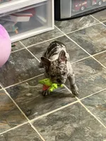 Merle boy, a male French Bulldog for sale in Gurdon, AR – 3 of 9