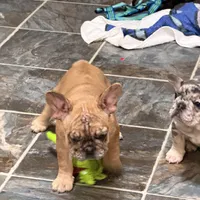 Red fawn one eye, a female French Bulldog for sale in Gurdon, AR – 4 of 4