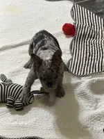 Merle boy, a male French Bulldog for sale in Gurdon, AR – 9 of 9