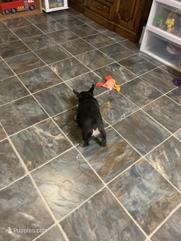 Black with tan markings  – French Bulldog puppy for sale in Gurdon, AR