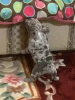 Merle boy, a male French Bulldog for sale in Gurdon, AR – Photo 6 of 8