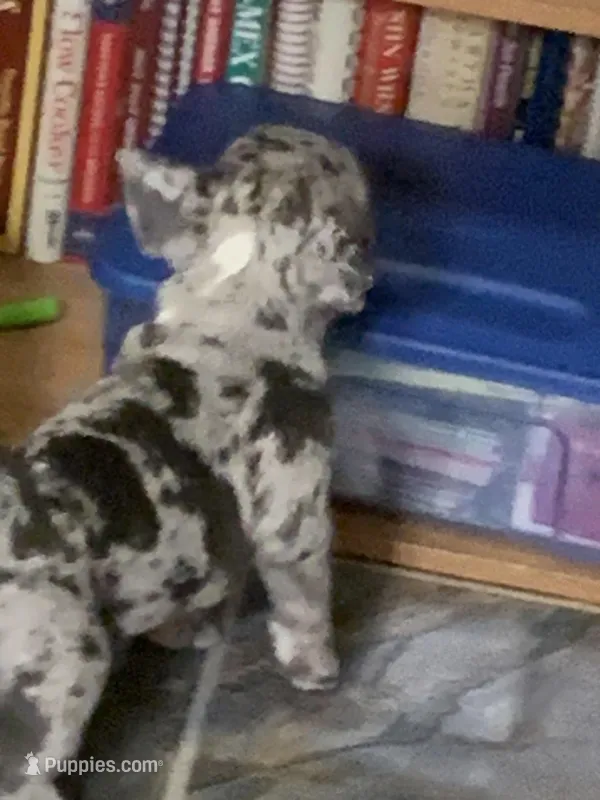 Merle boy – French Bulldog puppy for sale in Gurdon, AR