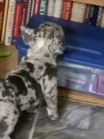 Merle boy, a male French Bulldog for sale in Gurdon, AR – Photo 1 of 8