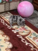 Merle boy, a male French Bulldog for sale in Gurdon, AR – Photo 5 of 8