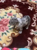 Merle boy, a male French Bulldog for sale in Gurdon, AR – Photo 8 of 8