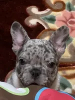 Merle boy, a male French Bulldog for sale in Gurdon, AR – Photo 2 of 8