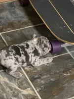 Merle boy, a male French Bulldog for sale in Gurdon, AR – Photo 3 of 8