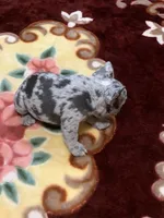 Merle boy, a male French Bulldog for sale in Gurdon, AR – Photo 4 of 8