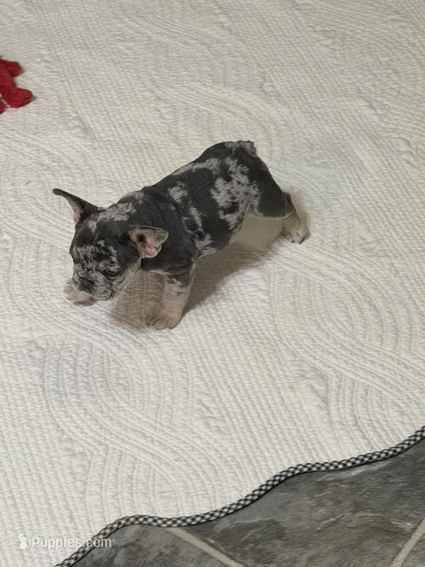 Merle female – French Bulldog puppy for sale in Gurdon, AR