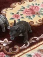 Blue girl, a female French Bulldog for sale in Gurdon, AR – Photo 2 of 8