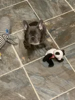 Blue girl, a female French Bulldog for sale in Gurdon, AR – Photo 8 of 8