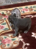 Blue girl, a female French Bulldog for sale in Gurdon, AR – Photo 3 of 8