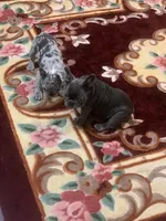 Blue girl, a female French Bulldog for sale in Gurdon, AR – Photo 6 of 8