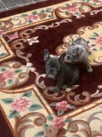 Blue girl, a female French Bulldog for sale in Gurdon, AR – Photo 5 of 8