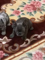 Blue girl, a female French Bulldog for sale in Gurdon, AR – Photo 1 of 8