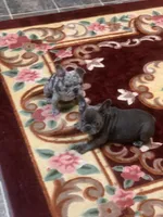 Blue girl, a female French Bulldog for sale in Gurdon, AR – Photo 7 of 8