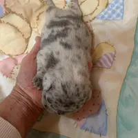 Buba , a male French Bulldog for sale in Gurdon, AR – Photo 1 of 6