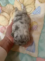 Buba , a male French Bulldog for sale in Gurdon, AR – Photo 1 of 6