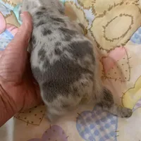 Buba , a male French Bulldog for sale in Gurdon, AR – Photo 4 of 6