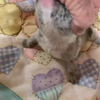 Buba , a male French Bulldog for sale in Gurdon, AR – Photo 6 of 6