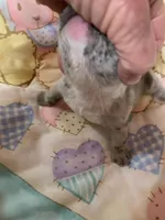 Buba , a male French Bulldog for sale in Gurdon, AR – Photo 6 of 6