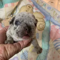 Buba , a male French Bulldog for sale in Gurdon, AR – Photo 3 of 6