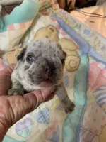 Buba , a male French Bulldog for sale in Gurdon, AR – Photo 3 of 6
