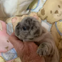 Buba , a male French Bulldog for sale in Gurdon, AR – Photo 2 of 6