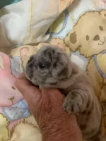 Buba , a male French Bulldog for sale in Gurdon, AR – Photo 2 of 6