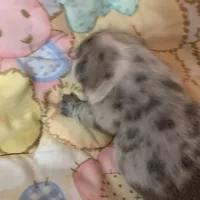 Buba , a male French Bulldog for sale in Gurdon, AR – Photo 5 of 6