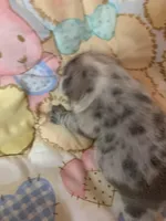 Buba , a male French Bulldog for sale in Gurdon, AR – Photo 5 of 6