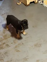 Black with tan markings, a male French Bulldog for sale in Gurdon, AR – 2 of 7
