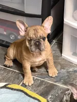 Bedazzle Blue War Emblem , a male French Bulldog for sale in Gurdon, AR – 4 of 6