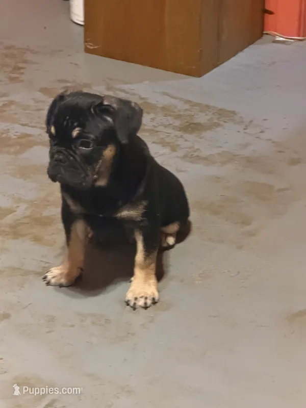 Black with tan markings – French Bulldog puppy for sale in Gurdon, AR