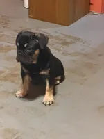 Black with tan markings, a male French Bulldog for sale in Gurdon, AR – 1 of 7