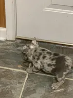 Merle boy, a male French Bulldog for sale in Gurdon, AR – Photo 7 of 8