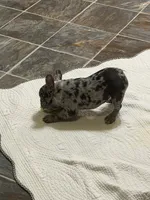 Merle boy, a male French Bulldog for sale in Gurdon, AR – 5 of 9