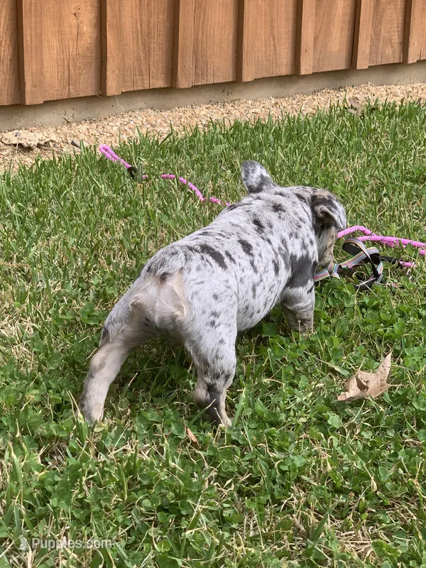 Merle Girl – French Bulldog puppy for sale in Gurdon, AR