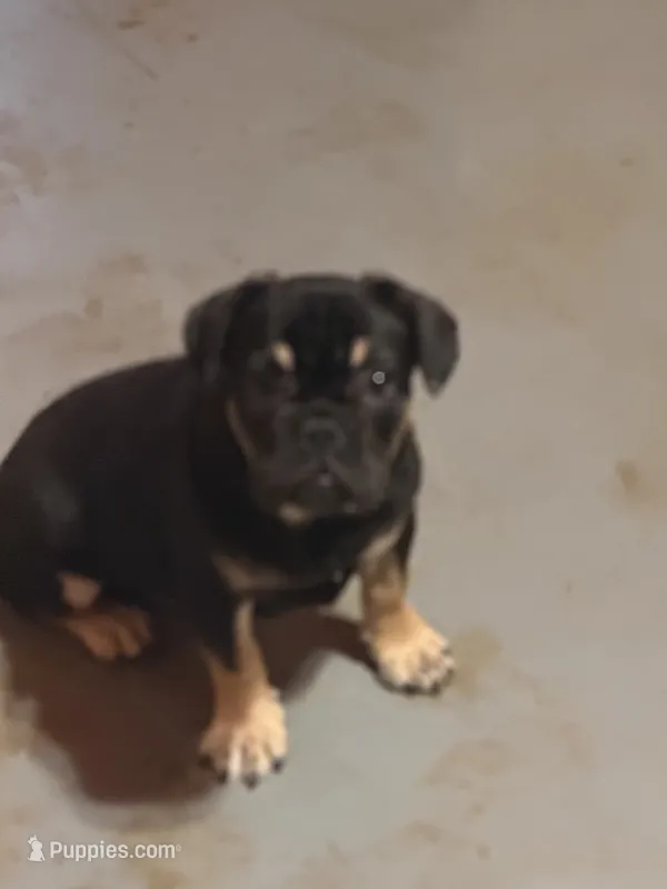 Black with tan markings – French Bulldog puppy for sale in Gurdon, AR