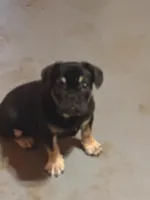 Black with tan markings, a male French Bulldog for sale in Gurdon, AR – 5 of 7
