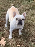 Black with tan markings, a male French Bulldog for sale in Gurdon, AR – 6 of 7