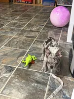 Merle boy, a male French Bulldog for sale in Gurdon, AR – 7 of 9