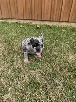 Millie, a female French Bulldog for sale in Gurdon, AR – Photo 4 of 6