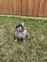 Millie, a female French Bulldog for sale in Gurdon, AR – Photo 3 of 6