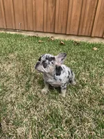 Millie, a female French Bulldog for sale in Gurdon, AR – Photo 2 of 6
