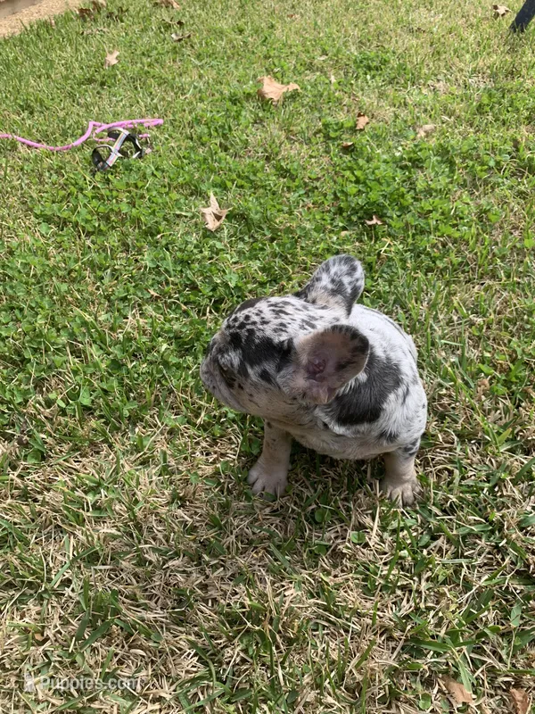 Millie – French Bulldog puppy for sale in Gurdon, AR