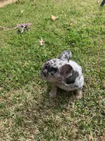 Millie, a female French Bulldog for sale in Gurdon, AR – Photo 1 of 6